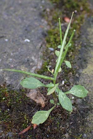 Sisymbrium erysimoides \ Sch�terich-Rauke / Smooth Mustard, D Ludwigshafen 1.5.2022