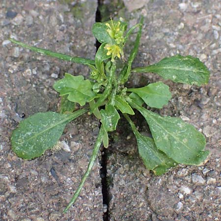 Sisymbrium erysimoides \ Sch�terich-Rauke / Smooth Mustard, D Ludwigshafen 1.5.2022