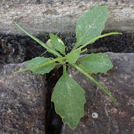 Sisymbrium erysimoides \ Sch�terich-Rauke / Smooth Mustard, D Ludwigshafen 1.5.2022