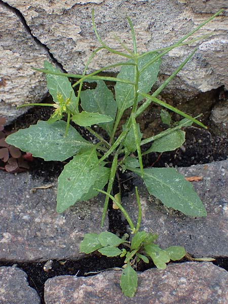 Sisymbrium erysimoides \ Sch�terich-Rauke / Smooth Mustard, D Ludwigshafen 1.5.2022