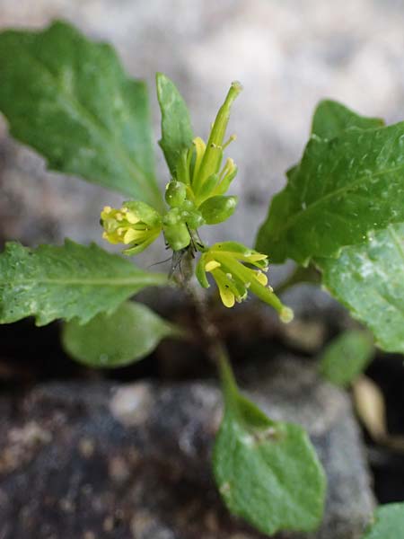Sisymbrium erysimoides \ Sch�terich-Rauke / Smooth Mustard, D Ludwigshafen 1.5.2022