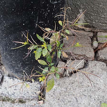 Sisymbrium erysimoides \ Sch�terich-Rauke / Smooth Mustard, D Ludwigshafen 1.5.2022