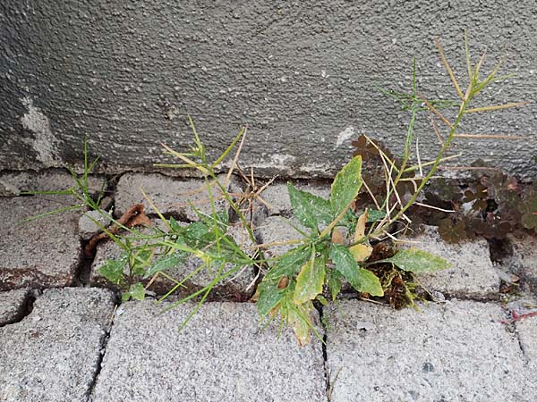 Sisymbrium erysimoides \ Sch�terich-Rauke / Smooth Mustard, D Ludwigshafen 1.5.2022