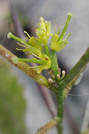 Sisymbrium erysimoides \ Sch�terich-Rauke / Smooth Mustard, D Ludwigshafen 1.5.2022