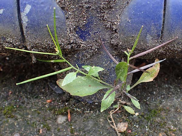 Sisymbrium erysimoides \ Sch�terich-Rauke / Smooth Mustard, D Ludwigshafen 1.5.2022