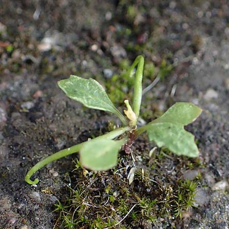 Sisymbrium erysimoides \ Sch�terich-Rauke / Smooth Mustard, D Ludwigshafen 1.5.2022