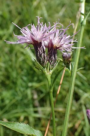 Serratula tinctoria \ F�rber-Scharte / Saw Wort, D Ohlstadt 14.8.2024