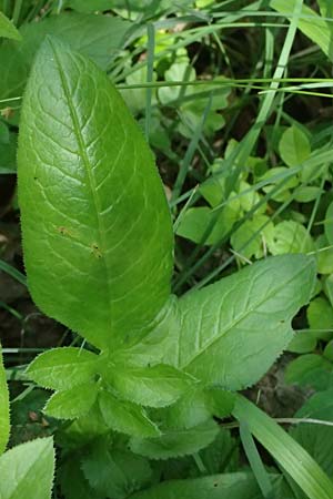Serratula tinctoria \ F�rber-Scharte / Saw Wort, D Eiersheim 31.5.2025