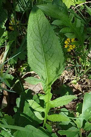 Serratula tinctoria \ F�rber-Scharte / Saw Wort, D Eiersheim 31.5.2025