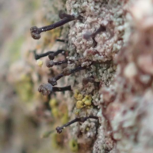 Calicium spec1 ? / Pin Lichen, Stubble Lichen, D Odenwald, Beerfelden 18.2.2017