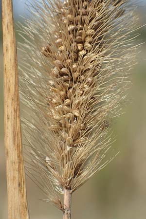 Setaria faberi \ Fabers Borstenhirse, D Mannheim 16.9.2018