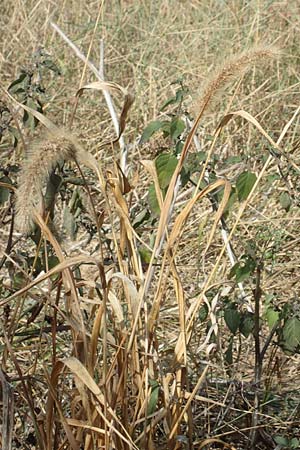 Setaria faberi \ Fabers Borstenhirse, D Mannheim 16.9.2018