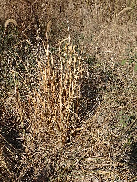 Setaria faberi \ Fabers Borstenhirse, D Mannheim 19.9.2018