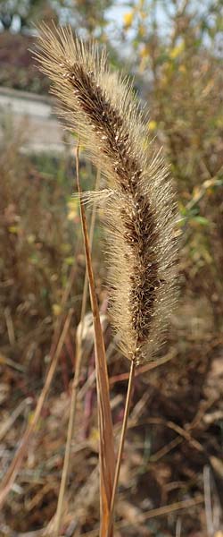 Setaria faberi \ Fabers Borstenhirse, D Mannheim 19.9.2018