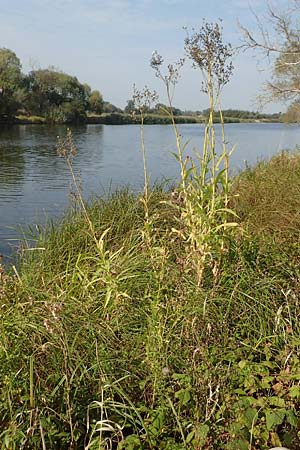 Sonchus palustris \ Sumpf-G�nsedistel / Marsh Sow-Thistle, D Brandenburg, Havelaue-Parey 23.9.2020