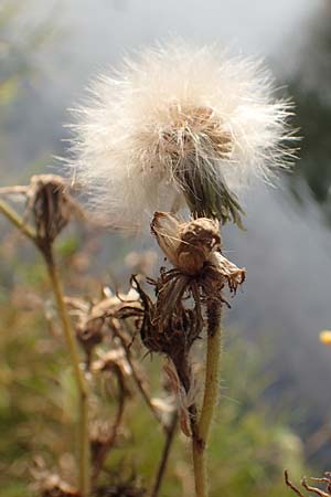 Sonchus palustris \ Sumpf-G�nsedistel / Marsh Sow-Thistle, D Brandenburg, Havelaue-Parey 23.9.2020