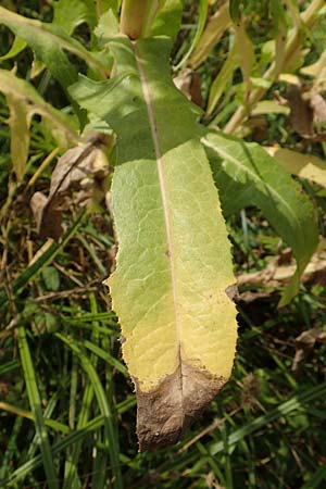 Sonchus palustris \ Sumpf-G�nsedistel / Marsh Sow-Thistle, D Brandenburg, Havelaue-Parey 23.9.2020