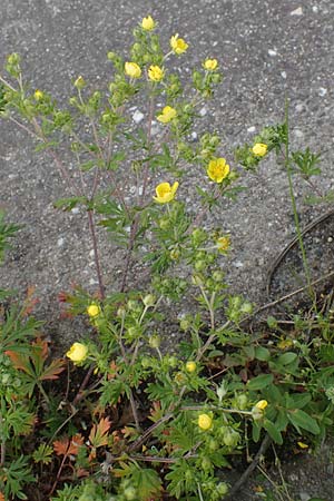 Potentilla argentea agg., Hoary Cinquefoil
