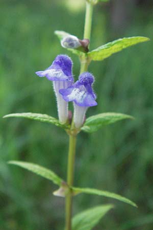 Scutellaria galericulata \ Sumpf-Helmkraut, Kappen-Helmkraut / Skullcap, D Hemsbach 9.7.2007