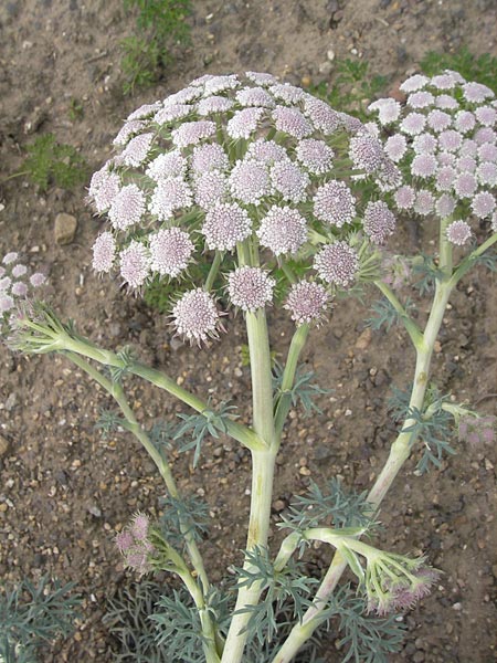 Seseli gummiferum \ Grauer Bergfenchel / Moon Carot, D Botan. Gar.  Universit.  Mainz 11.7.2009