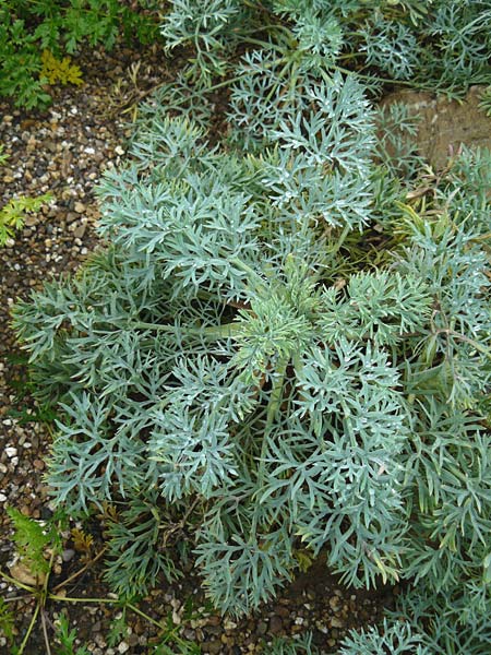 Seseli gummiferum \ Grauer Bergfenchel / Moon Carot, D Botan. Gar.  Universit.  Mainz 13.9.2008