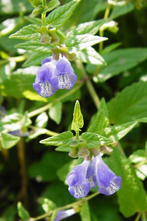 Scutellaria galericulata \ Sumpf-Helmkraut, Kappen-Helmkraut / Skullcap, D Runkel an der Lahn 1.8.2015