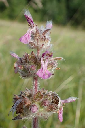 Stachys germanica \ Deutscher Ziest / Downy Woundwort, D Buchen 19.8.2017