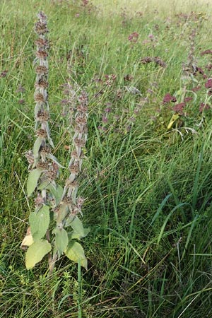 Stachys germanica \ Deutscher Ziest / Downy Woundwort, D Buchen 19.8.2017