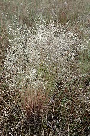 Corynephorus canescens, Grey Moss
