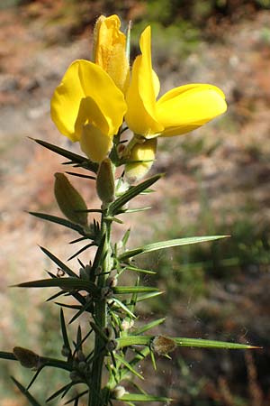 Ulex europaeus, Gorse
