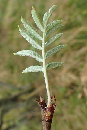 Sorbus aucuparia subsp. glabrata \ Kahle Vogelbeere, Kahle Eberesche / Bald Rowan, D Bad Hersfeld 29.7.2019