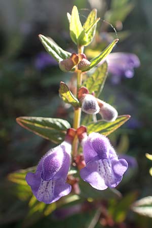 Scutellaria galericulata \ Sumpf-Helmkraut, Kappen-Helmkraut / Skullcap, D Brandenburg, Havelaue-G&uuml;lpe 17.9.2020