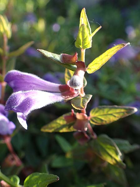 Scutellaria galericulata \ Sumpf-Helmkraut, Kappen-Helmkraut / Skullcap, D Brandenburg, Havelaue-G&uuml;lpe 17.9.2020