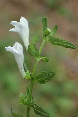 Scutellaria galericulata \ Sumpf-Helmkraut, Kappen-Helmkraut / Skullcap, D Heidelberg 12.8.2023