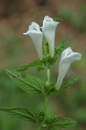 Scutellaria galericulata \ Sumpf-Helmkraut, Kappen-Helmkraut / Skullcap, D Heidelberg 12.8.2023