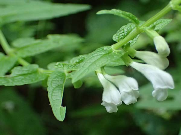 Scutellaria galericulata \ Sumpf-Helmkraut, Kappen-Helmkraut / Skullcap, D Heidelberg 12.8.2023