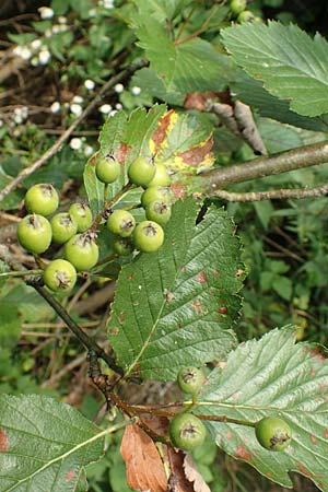 Sorbus austriaca \ �sterreichische Mehlbeere / Austrian Whitebeam, D Jugenheim an der Bergstra&szlig;e 22.7.2016