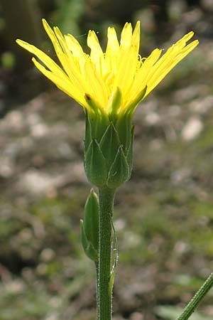 Scorzonera hispanica \ Garten-Schwarzwurzel, Spanische Schwarzwurzel, D Botan. Gar.  Universit.  Bochum 22.5.2018