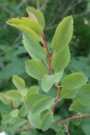Spiraea x vanhouttei \ Pracht-Spierstrauch / Meadowsweet, D St. Leon - Rot 17.5.2019