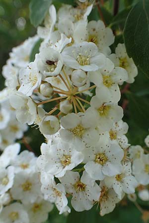 Spiraea x vanhouttei \ Pracht-Spierstrauch / Meadowsweet, D St. Leon - Rot 17.5.2019