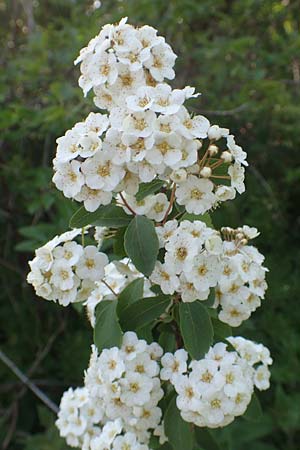 Spiraea x vanhouttei \ Pracht-Spierstrauch / Meadowsweet, D St. Leon - Rot 17.5.2019