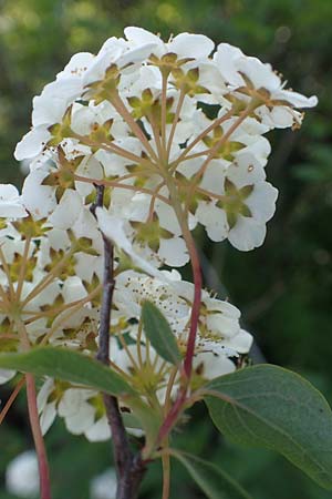 Spiraea x vanhouttei \ Pracht-Spierstrauch / Meadowsweet, D St. Leon - Rot 17.5.2019