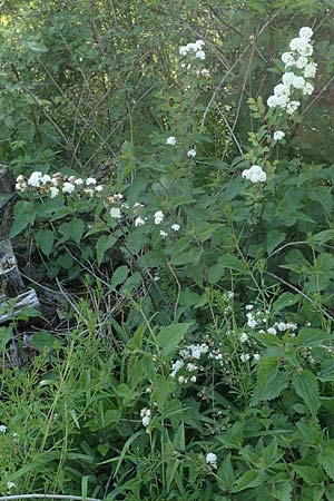 Spiraea x vanhouttei \ Pracht-Spierstrauch / Meadowsweet, D St. Leon - Rot 17.5.2019