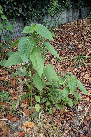 Salvia hispanica \ Mexikanische Chia / Chia Seeds, D Wickede 8.8.2021