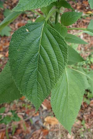 Salvia hispanica \ Mexikanische Chia / Chia Seeds, D Wickede 8.8.2021