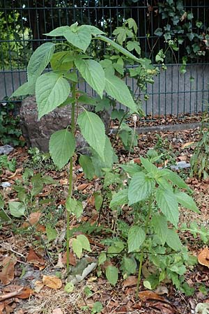 Salvia hispanica \ Mexikanische Chia / Chia Seeds, D Wickede 8.8.2021