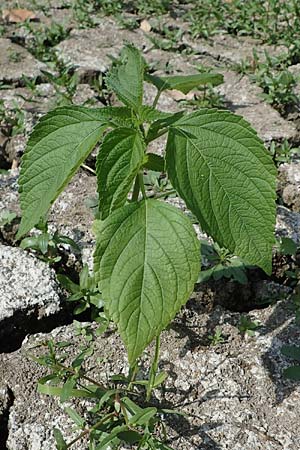 Salvia hispanica \ Mexikanische Chia / Chia Seeds, D R&ouml;merberg 30.8.2022