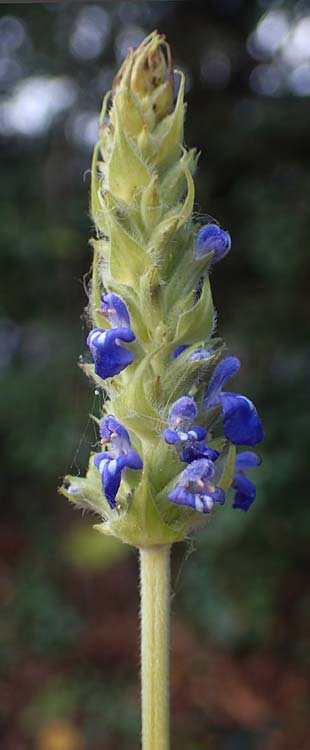 Salvia hispanica \ Mexikanische Chia / Chia Seeds, D R&ouml;merberg 3.12.2022