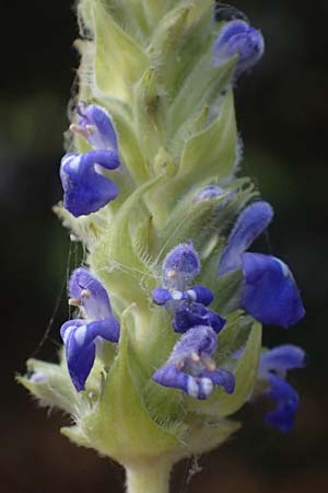 Salvia hispanica \ Mexikanische Chia / Chia Seeds, D R&ouml;merberg 3.12.2022