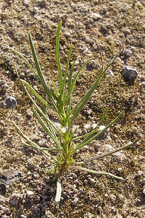 Senecio inaequidens \ Schmalbl�ttriges Greiskraut / Narrow-Leaved Ragwort, D Heidelberg 22.8.2012